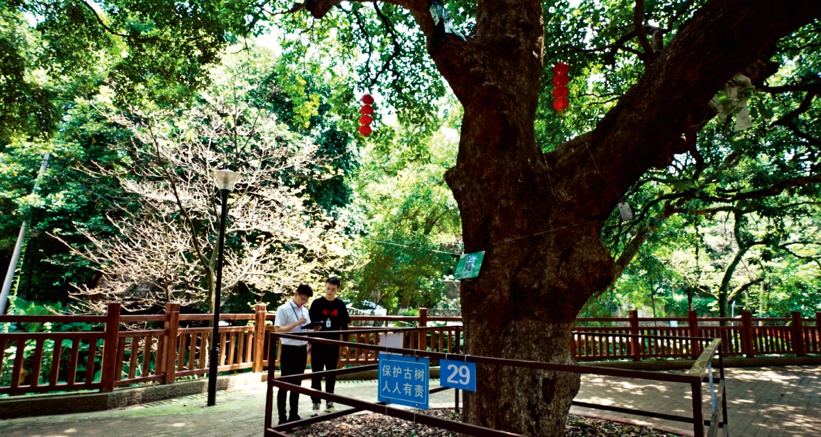 “一树一档”“一树一岗”，以“制”促“治”，护住古树名木，留住城市记忆。